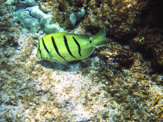Fototapeta na wymiar Yellow Stripe Fish