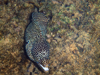 Moray Eel
