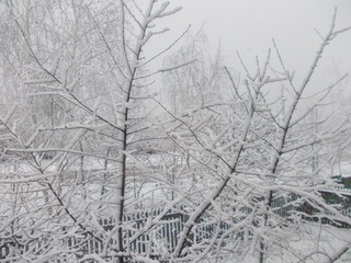 Obraz premium winter garden