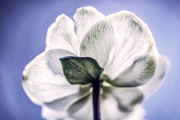 Fototapeta na wymiar white flower on blue background, sweden