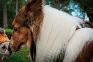 Hermoso perro border collie olfateando a perro french