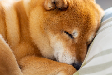pet dog sleeping comfortably and curled up on the bed
