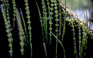 fern in forest, sweden