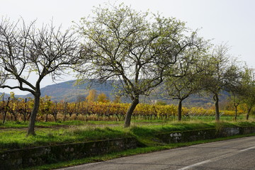 Fototapeta na wymiar Herbstliche Landschaft der Südlichen Weinstrasse mit Mandelbäumen und Weingarten