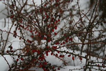 branches of a tree in winter