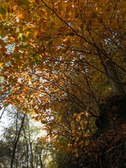 yellow tree in autumn
