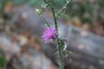 Distel