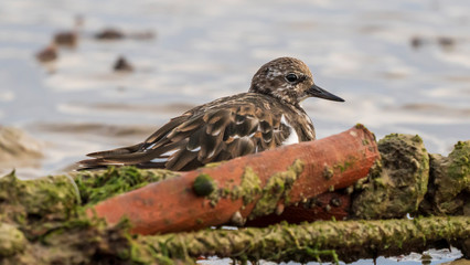 Ruddy Turnstone Hiding at La Caleta Beach Cadiz Andalusia