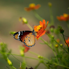 butterfly on flower
