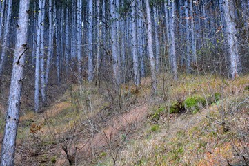 forest landscape in the fall