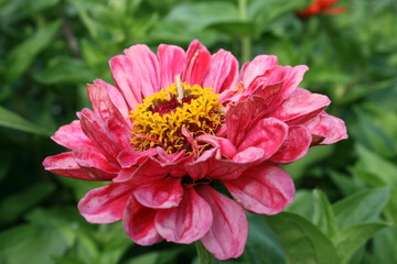 Obraz premium red flower in the garden