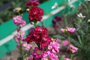 flowers in the garden