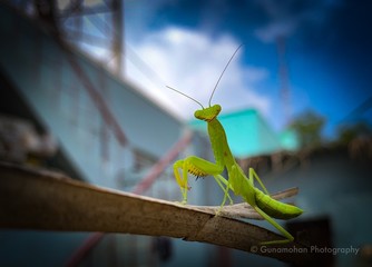 praying mantis on green background