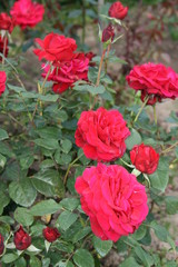 red roses in garden