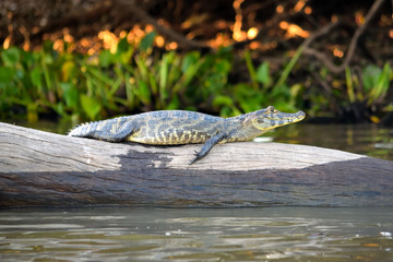 Jacare Caiman in Pantanal, Matogrosso, Brazil