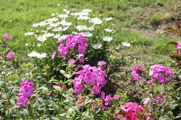 flowers in the garden