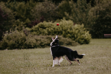 Naklejka na ściany i meble outdoor dog catches red ball