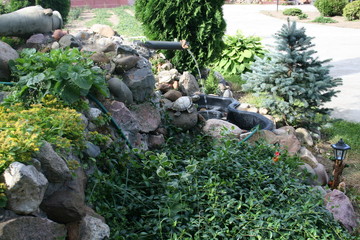 garden with plants