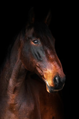 Fototapeta na wymiar Bay latvian warmblood breed horse head and neck isolated on black background. Animal portrait.
