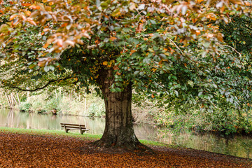 Bench in the autumn park.