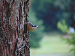 Bird with Seed