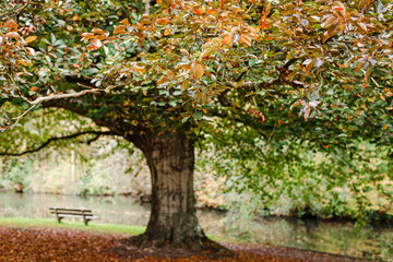 Naklejka premium Bench in the autumn park.