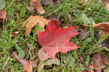 red autumn maple leaf lying on green grass