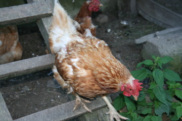 hen and chickens in farm