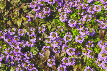 many flowers with purple petals, and green leaves.