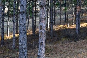 Fototapeta premium forest landscape in the fall