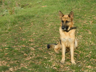 German shepherd walks on the lake