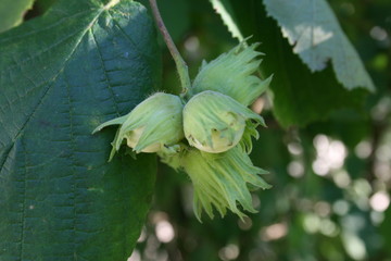 green leaves of a tree