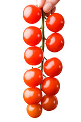 Ripe Fresh Cherry Tomatoes on Branch Isolated on White Background
