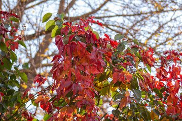 red leaves on a tree in autumn