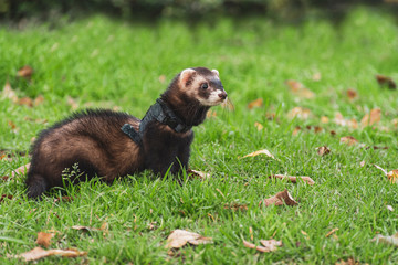 Pequeño huron usando correa de mascota en medio del pasto verde