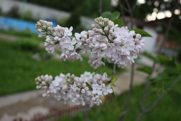 Fototapeta na wymiar flowers of a tree in spring