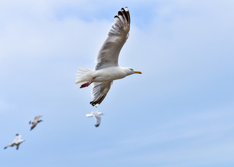 Lesser black-backed gull in the air