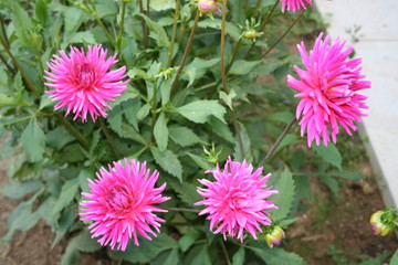 Fototapeta premium flowers in the garden