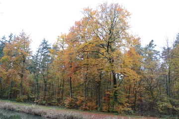 Herbstbaum