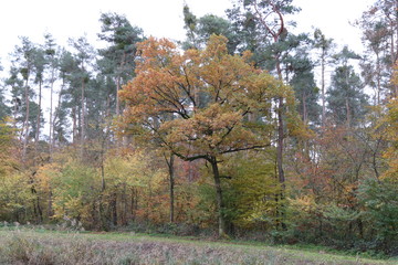 Herbstbaum