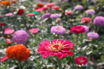 Obraz premium red flowers in garden