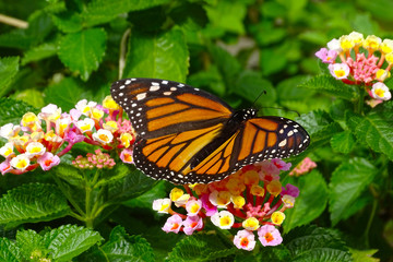 Beautiful  monarch butterfly resting on a flower