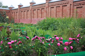 Fototapeta premium flowers in the garden