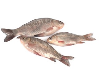 Three crucian carps closeup on a white background