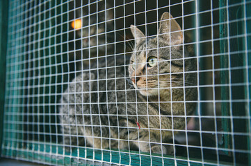 cat in a shelter