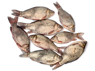Eight crucian carps closeup on a white background