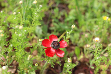 Buttercup Ranunculus asiaticus Red form Flower