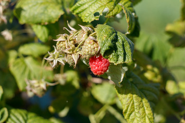 ripe berry garden raspberries on a branch close up
