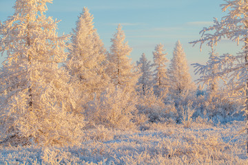 Beautiful winter landscape, frost on the branches of trees, the first snow,