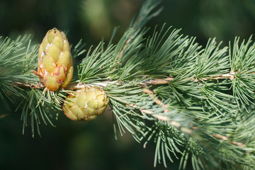 two cones on a green larch branch close up